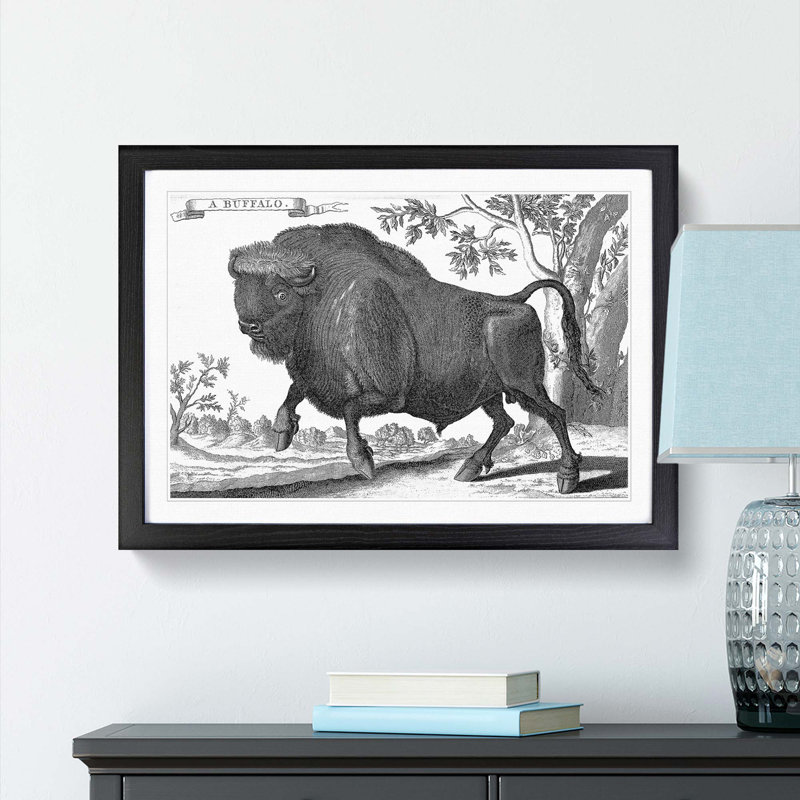 Buffalo by Thomas Astley - Picture Frame Art Print, Black Framed, 48cm H x 65cm W x 2cm D