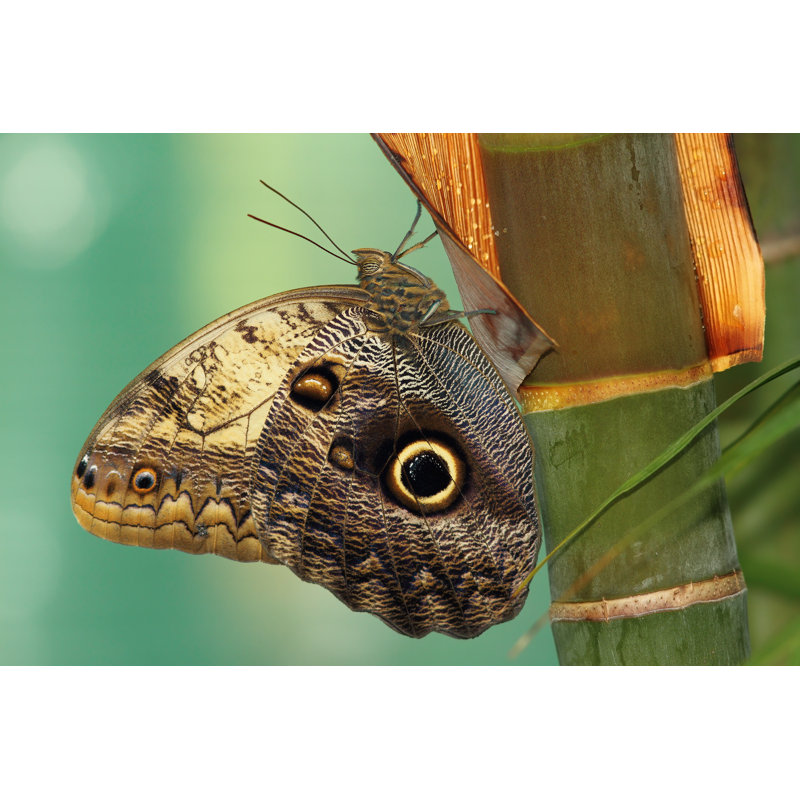 Butterfly - Wrapped Canvas Print, 30cm H x 46cm W x 3.8cm D