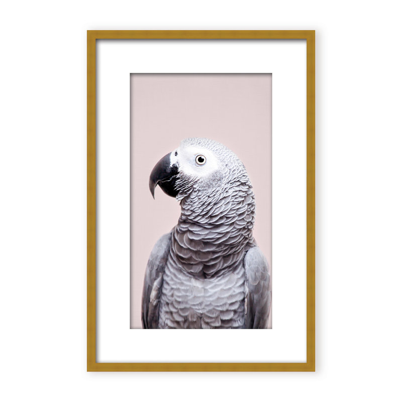 Nature Inspired African Gray by  - Picture Frame Photograph on Paper, 48" H x 32" W x 2.375" D, Framed Canvas, Beige