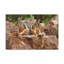 Wall Art on Canvas-57810074