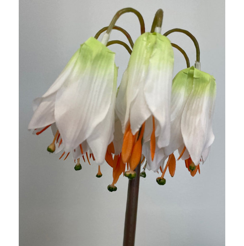 Fleurs de cloche