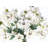 White Anemone Arrangement