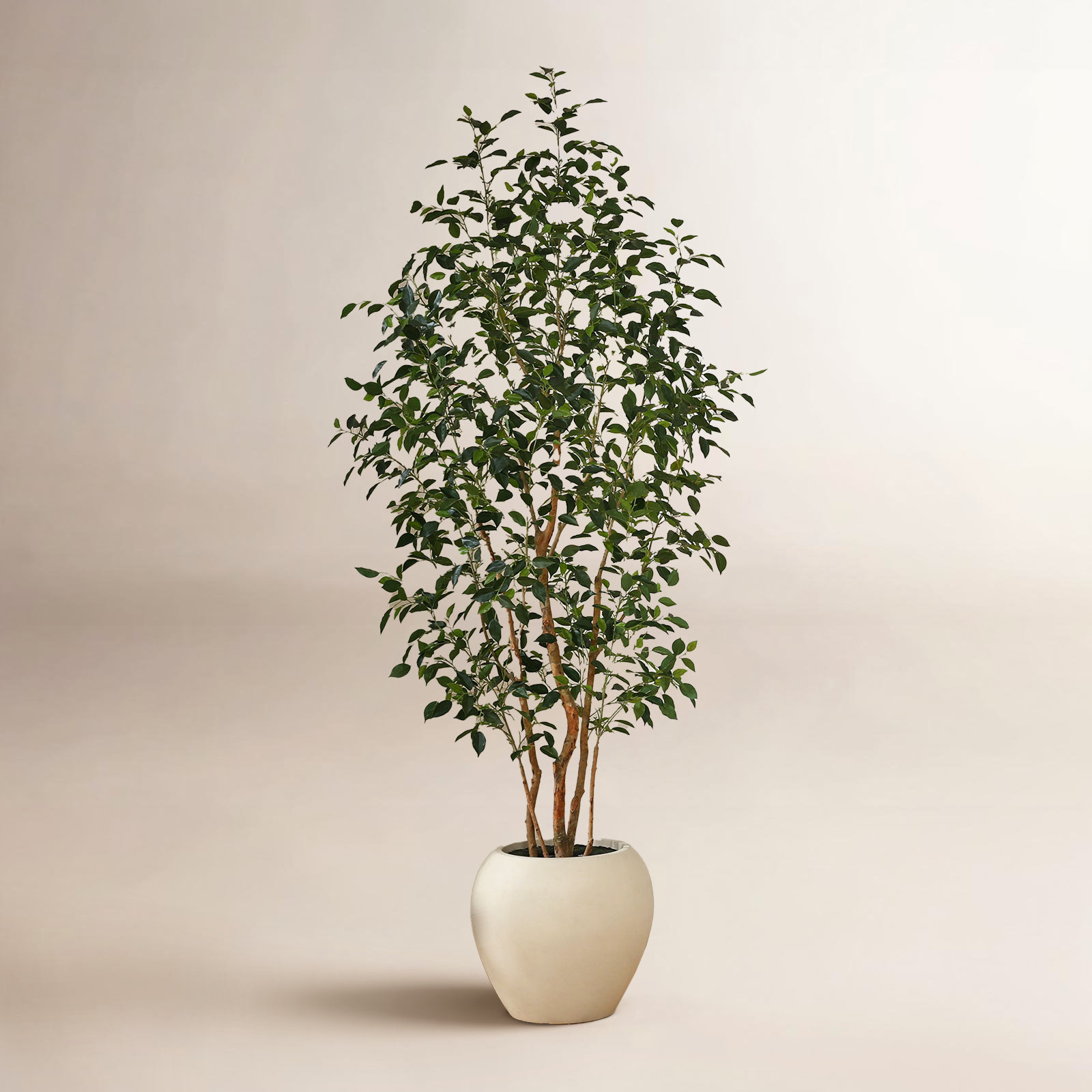 Adcock 96" Ficus Tree in Planter