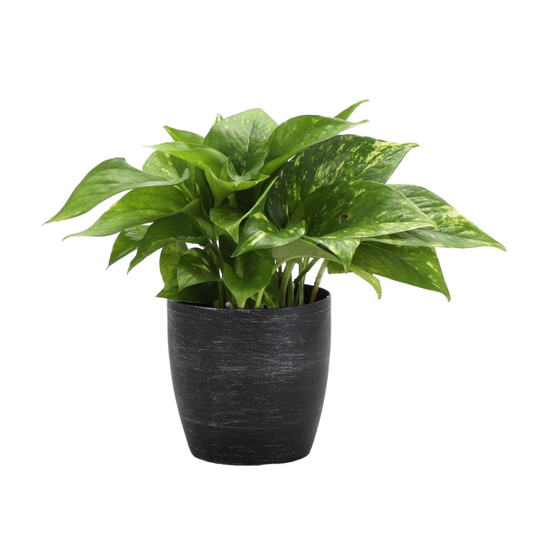 Live Golden Pothos Plant in Classic Pot, Brushed Silver
