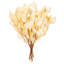 Populous Eucalyptus Plant