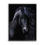 Az-063 - Portrait d'étalon noir encadré-93960972