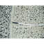Tapis rond blanc en laine biologique noué à la main 10 pi 0 po x 10 pi 1 po Dynasty Mamluk