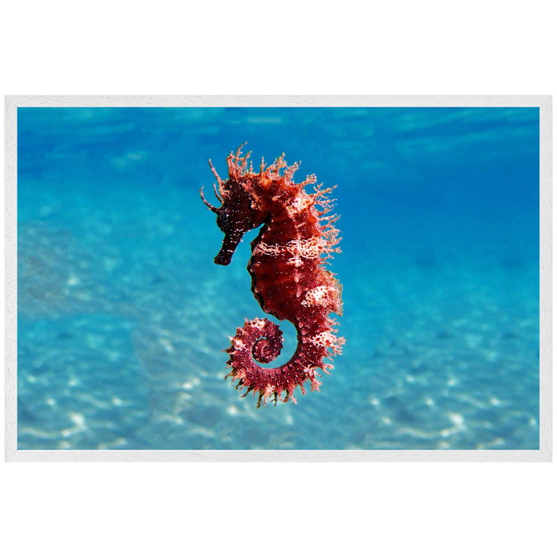 Abdulazim Mediterranean Seahorse - Single Picture Frame Print, 76cm H x 114cm W x 4cm D, White Framed