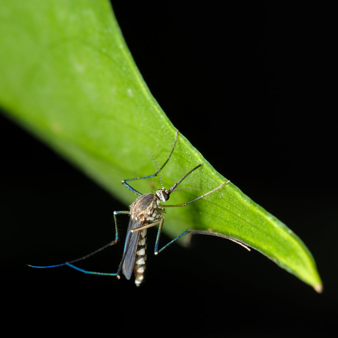 Close Up Image Of A Mosquito von Yai112 - No Frame Print on Canvas