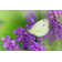 Frittelli Butterfly On Lavender by PhotoIris2021 - Wrapped Canvas Print