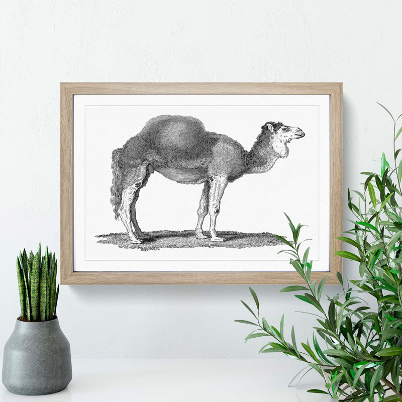 Arabian Camel In Black And White by George Shaw - Single Picture Frame Print, Oak Framed, 33cm H x 45cm W x 2cm D