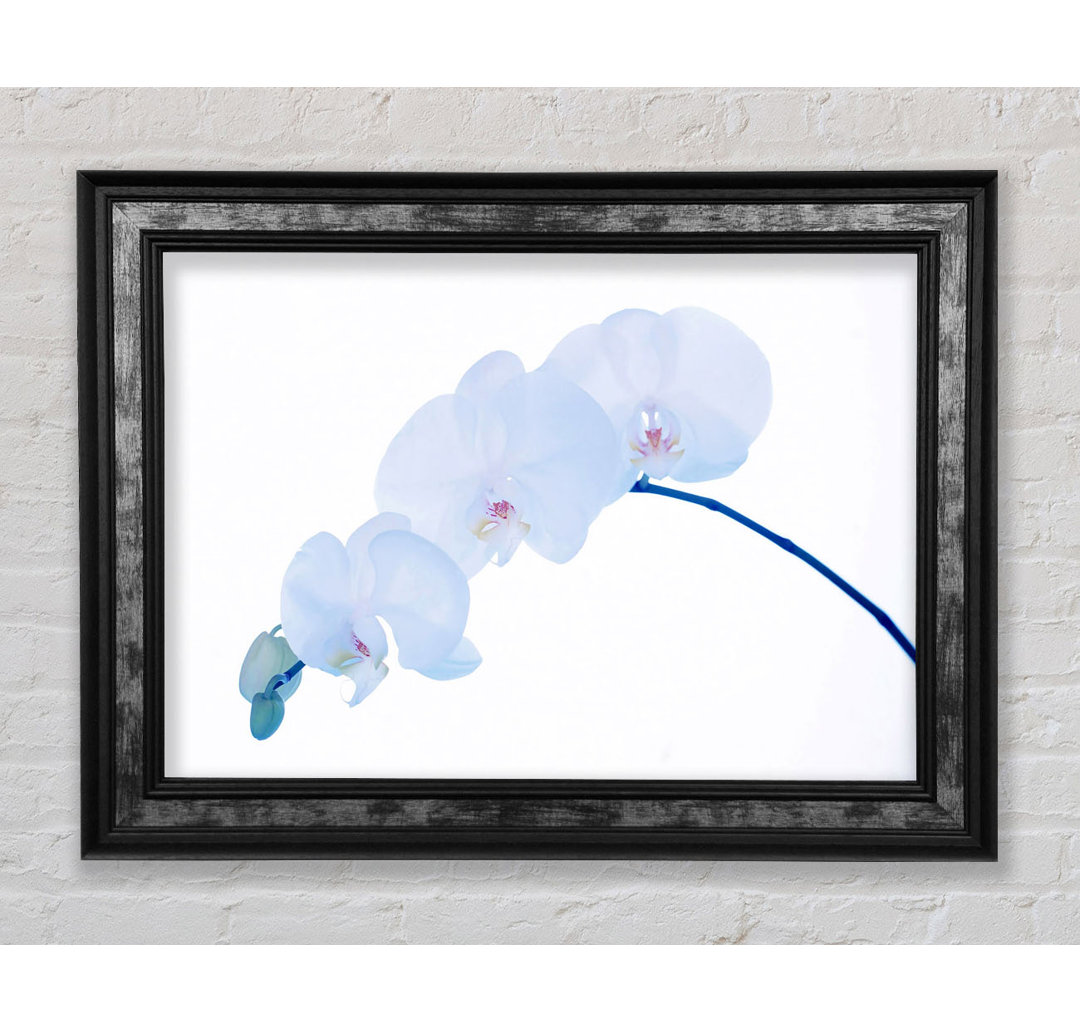 Gerahmtes Leinwandbild Baby Blue Stem