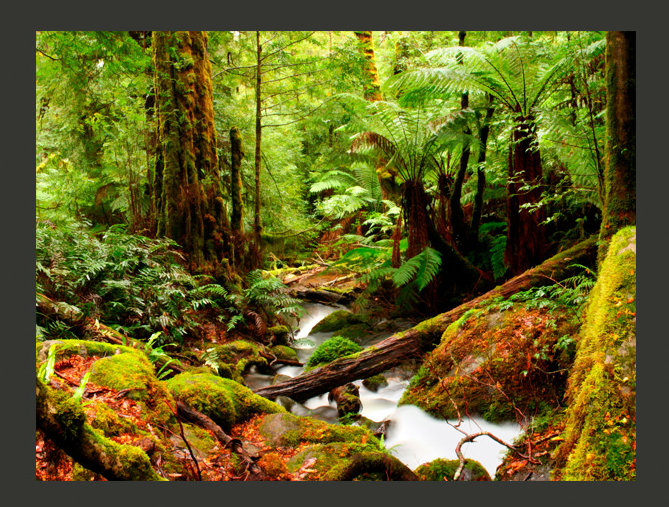 Evergreen Rainforest 2.7m x 350cm Wallpaper, 250 cm x 193 cm