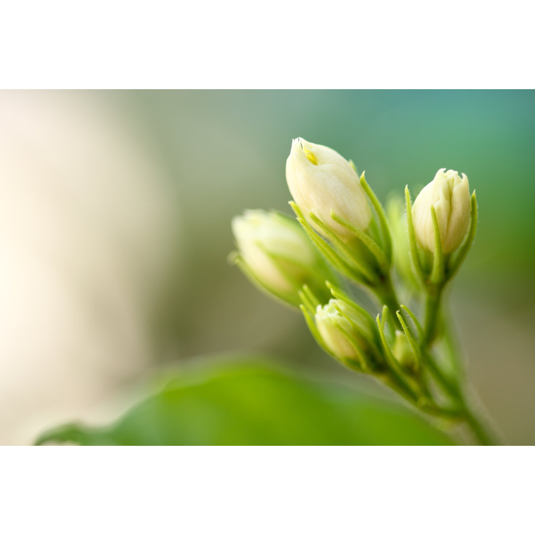 Jasminblüten von VSanandhakrishna - Kunstdrucke auf Leinwand