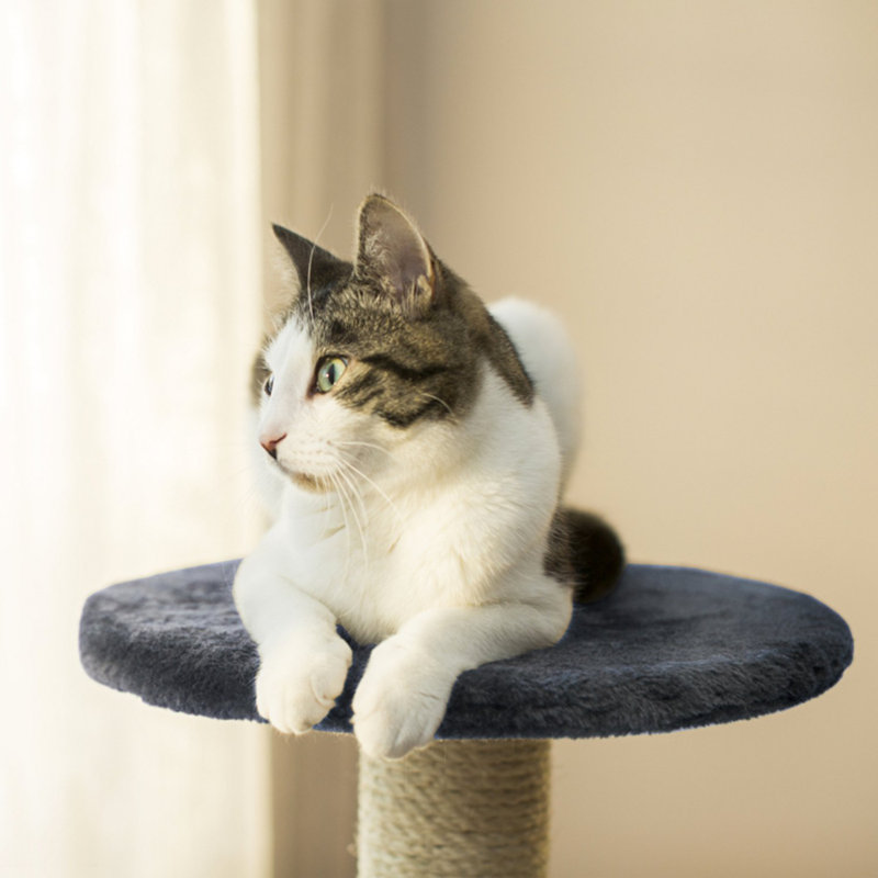 Scratching Post 70 cm - Stable Cat Multi-Level Climbing Tree