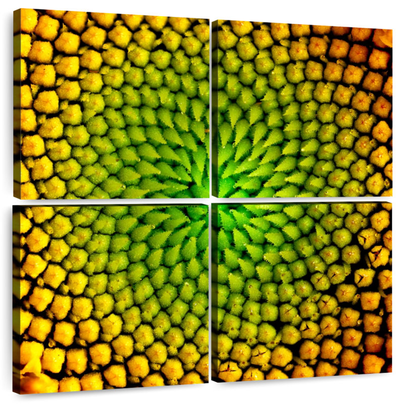 Disque de tournesol magnifié, H 45 po x l 45 po