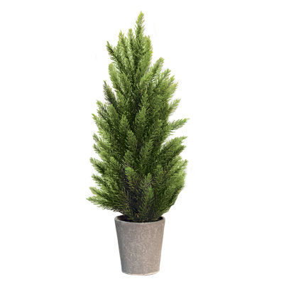 Pin de Tahoe avec pot