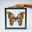 Single Genuine Attacus Atlas In Black Display Frame