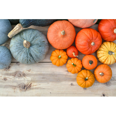 Pumpkins And Squashes - Wrapped Canvas Print