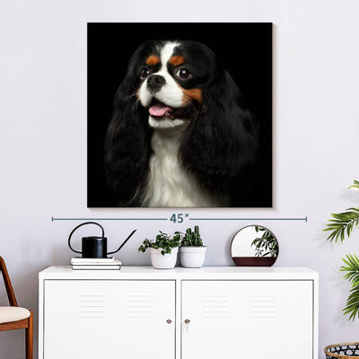 Crowle King Charles Spaniel Pup