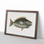 Parrot Fish by Mark Catesby - Picture Frame Painting Print-55737546-55737547