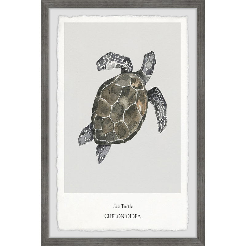 Coldfield Aetobatus Narinari B by Marmont Hill - Single Picture Frame Print