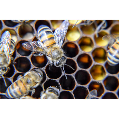 Bees by Leonid Eremeychuk - Wrapped Canvas Print