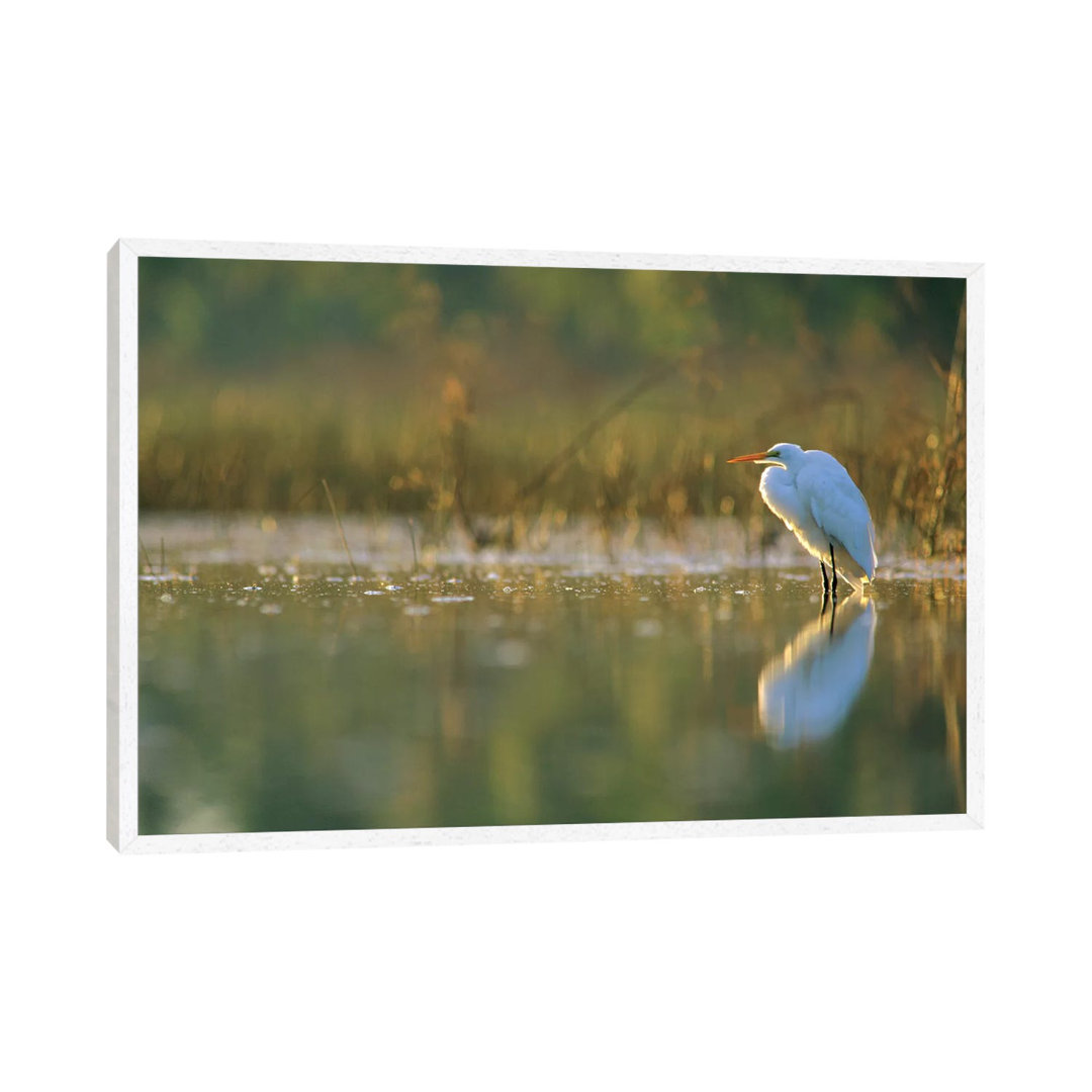 Great Egret Backlit In Marsh At Sunset, North America von Tim Fitzharris - Gallery-Wrapped Canvas Giclée