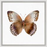 Butterfly Study 4' Framed Graphic Art Print on Glass