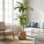 Arbre dracaena artificiel 5 'avec pot en plastique noir