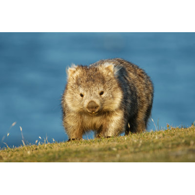 Vombatus Ursinus - Common Wombat In The Tasmanian Scenery by Phototrip - Wrapped Canvas Print
