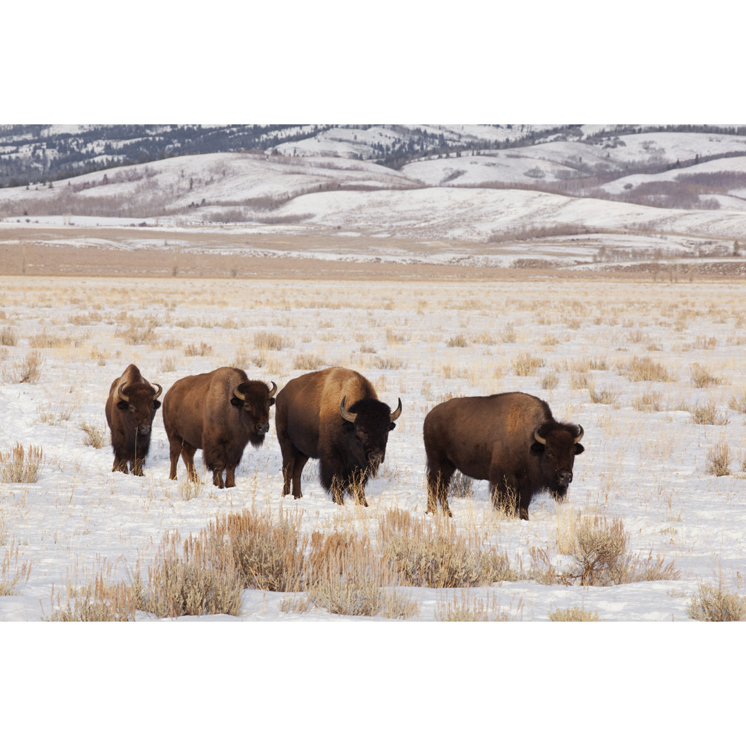 Bison In Tetons von Jaypetersen - Kunstdrucke auf Leinwand ohne Rahmen