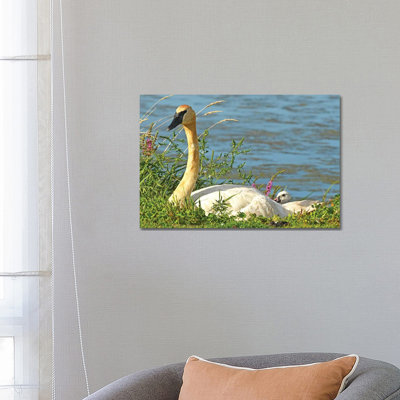 Trumpeter Swan And Cygnet by Brian Wolf - Wrapped Canvas Print