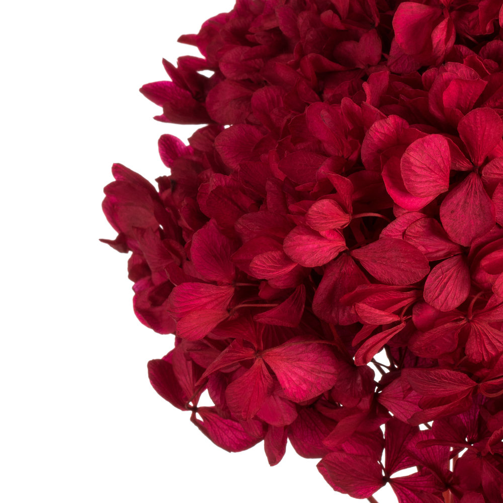 Preserved Hydrangea Stems, Red