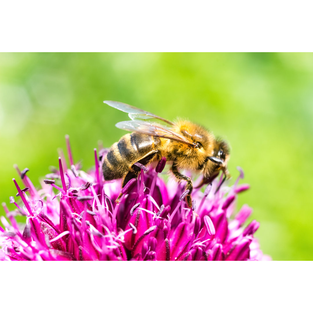 Biene auf Allium Sphaerocephalum von AnnekeDeBlok - Drucken