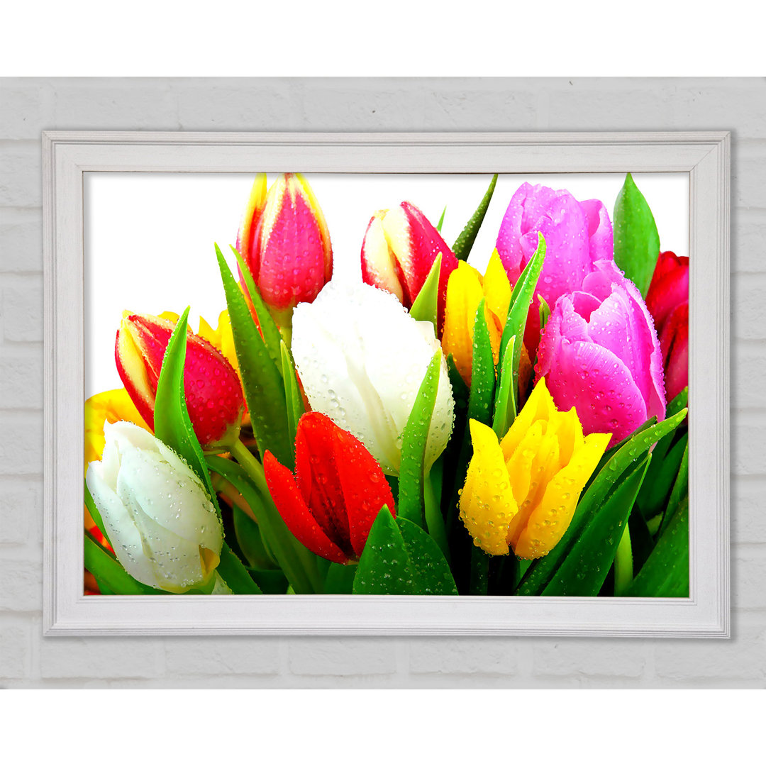 Frische Tulpen Gerahmter Druck