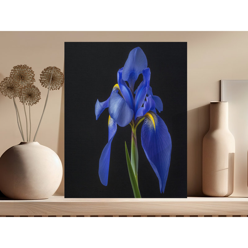 Fishel Wrapped Canvas Print Set, 16x24