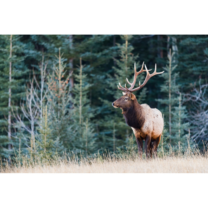 " Elk (Cervus Canadensis) " by Bgsmith, 8" H x 12" W