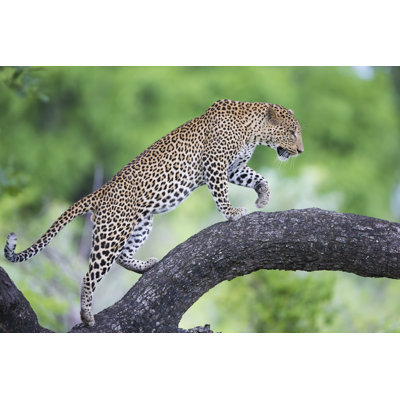Leopard Walking Along Branch 1 Piece Wrapped Canvas Wall Art