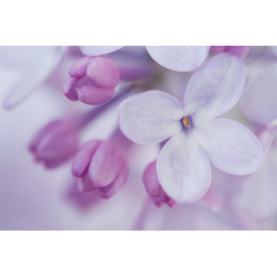 Spring Lilac - Wrapped Canvas Print