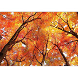 Maple Tree In Autumn