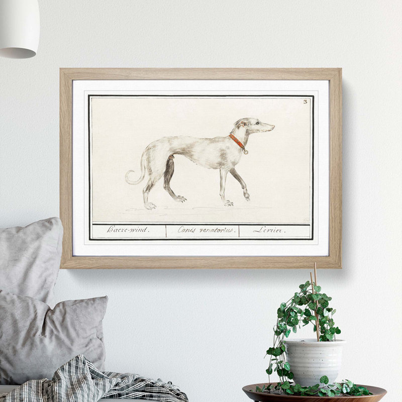 Greyhound by A.B. De Boodt - Picture Frame Painting Print, Oak Framed, 36cm H x 48cm W x 2cm D