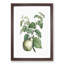 Pear Fruit by Pierre-Joseph Redoute - Picture Frame Painting Print-55583107-55583108