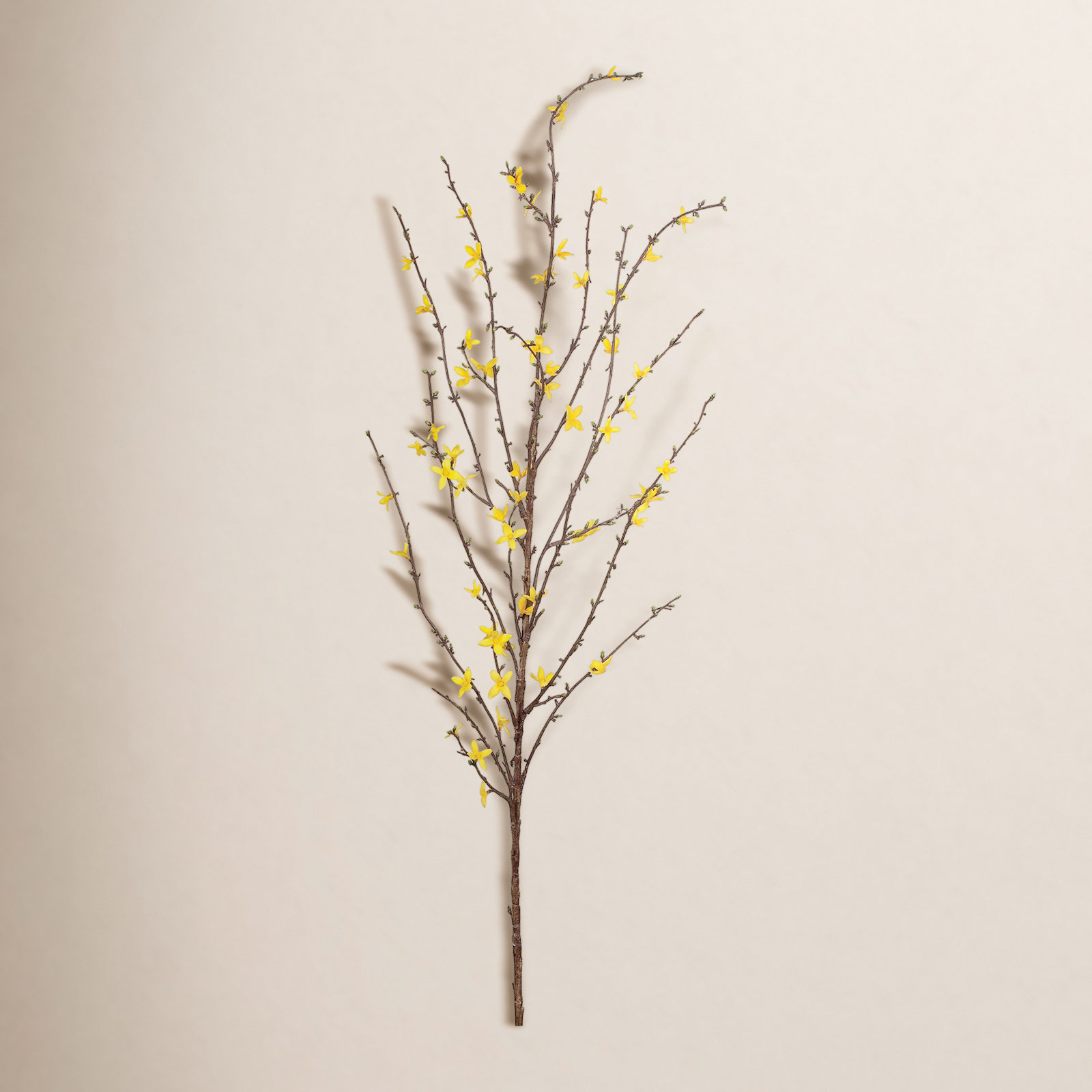 Dorrian Forsythia Stem