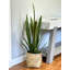 Pot Snake Plant