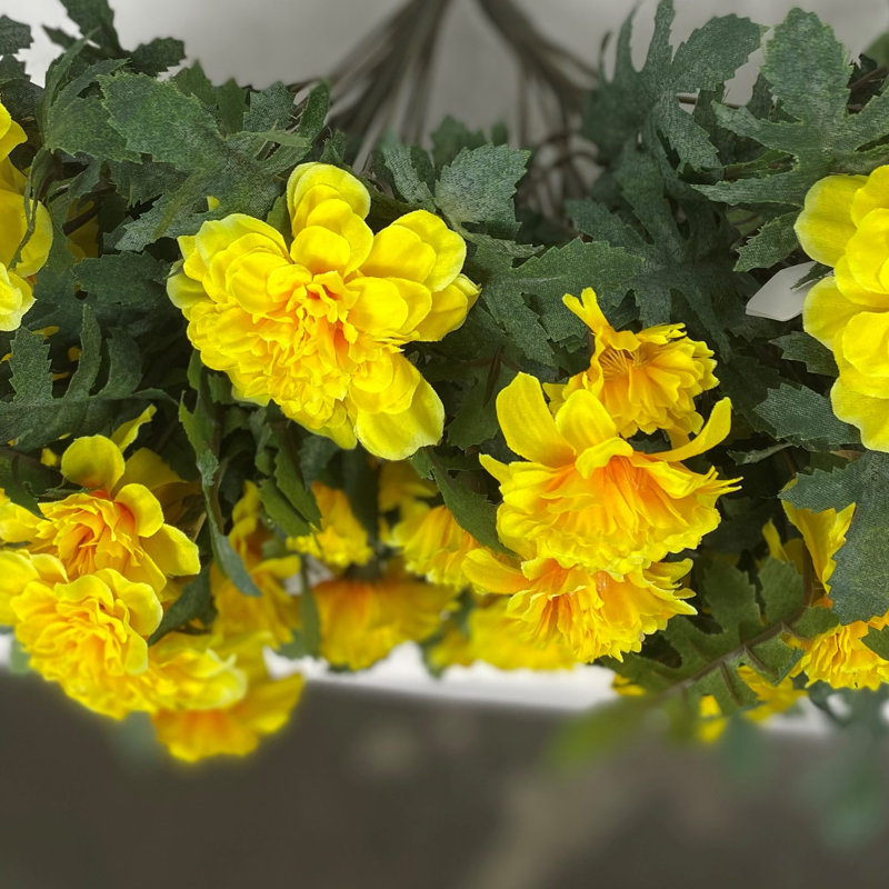Marigold Bush, Jaune
