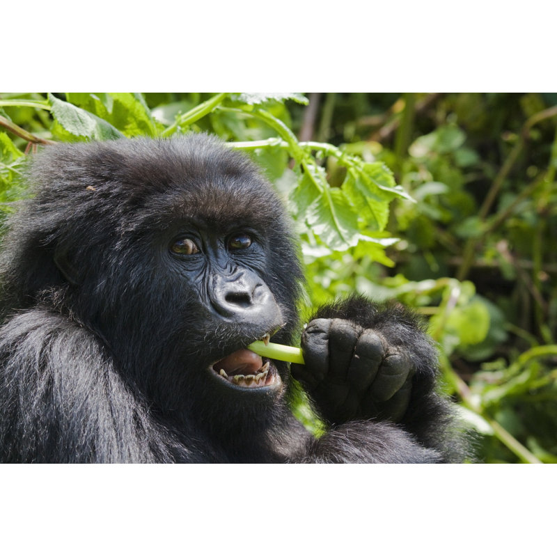 Gorilla Feeding by Wldavies, 24" H x 36" W