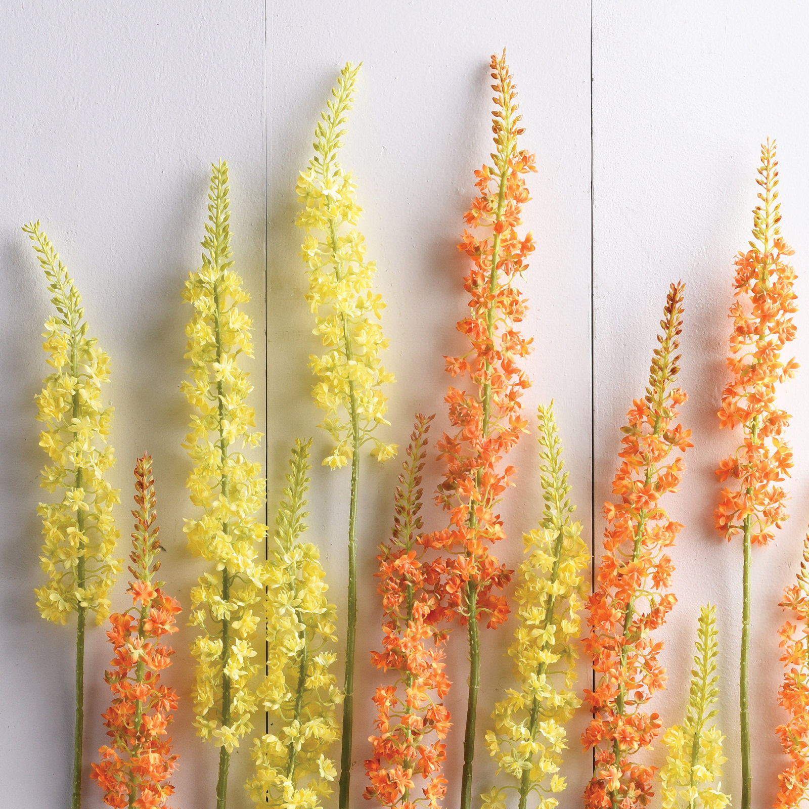 Eremurus Floral Stems