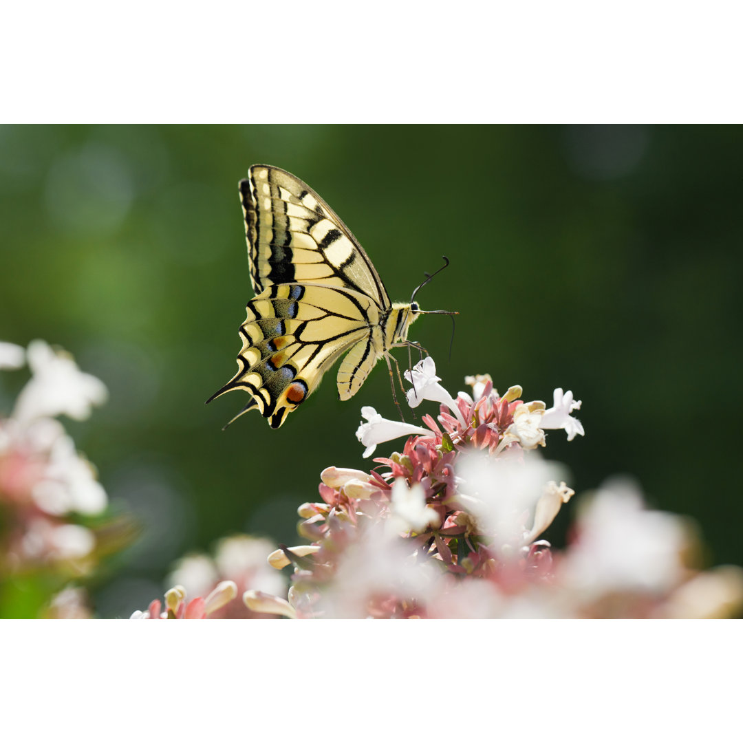 Schmetterling Nahaufnahme - Druck