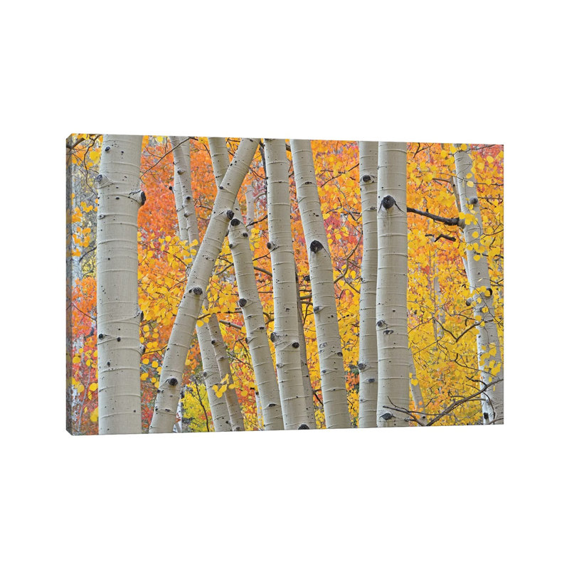 Aspen Boles by Brian Wolf - Wrapped Canvas Print, 20.32 cm H x 30.48 cm W